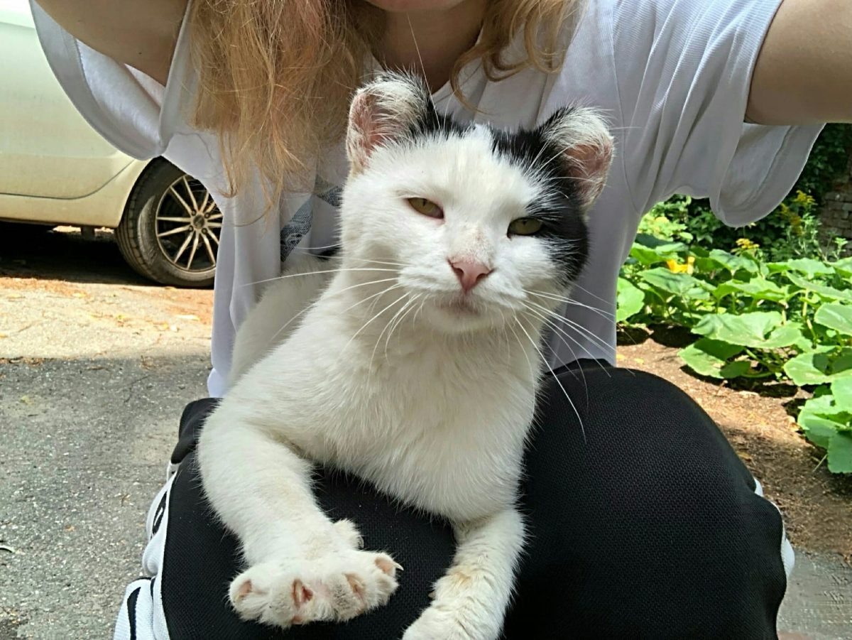    Мышка до сих пор ждет хозяев