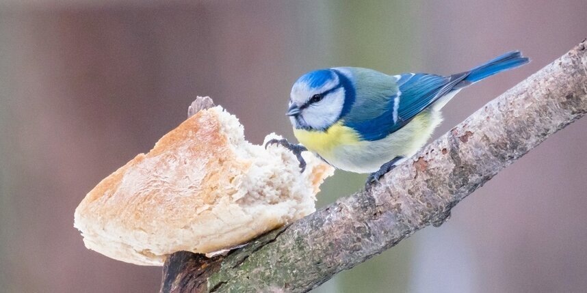    Алена Бобрович