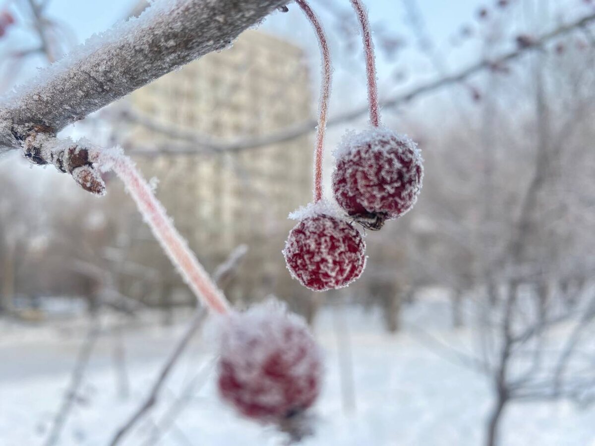 Фото:© "Город Прима"