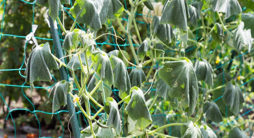 Распространённая болезнь: Почему вянут огурцы, перцы томаты и другие растения?
