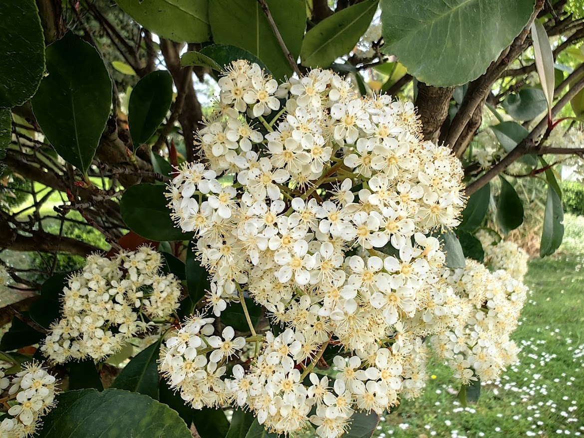 Здесь и далее - просто весенняя красота для хорошего настроения.