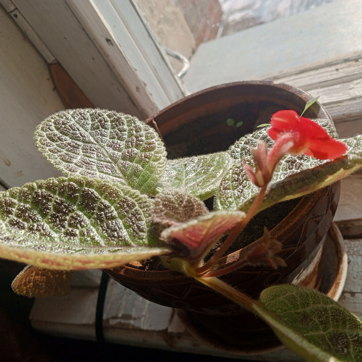 У меня даже вот такое чудо расцвело к празднику 😍