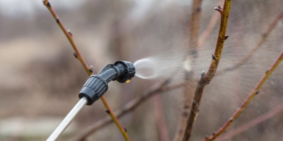 Три года в моем саду нет вредителей, я опрыскиваю деревья парафиновым маслом и вам советую