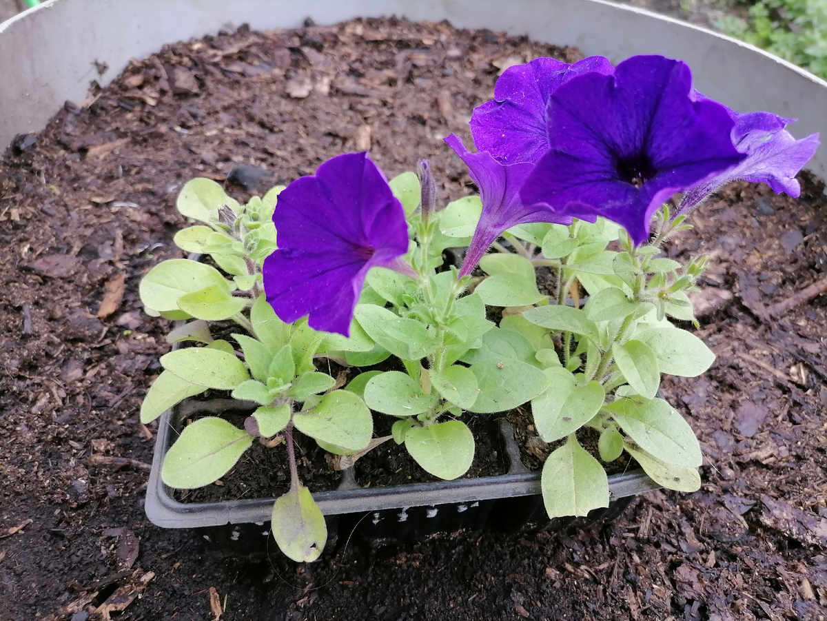 Рассада петунии Водопадия очнеь компактная, рано зацветает, фото автора