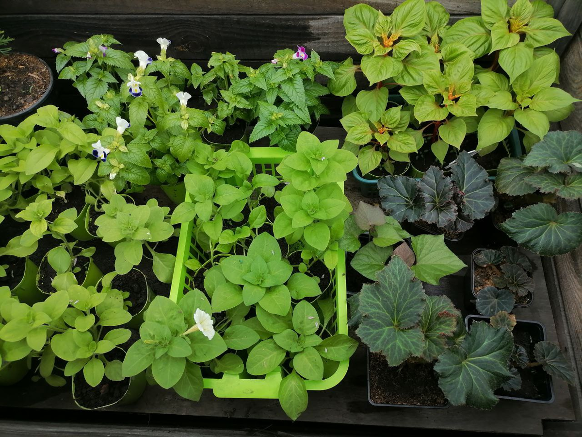 Рассада цветов прошлой весной, на первом плане петуния Лимончелло с первым цветком, фото автора