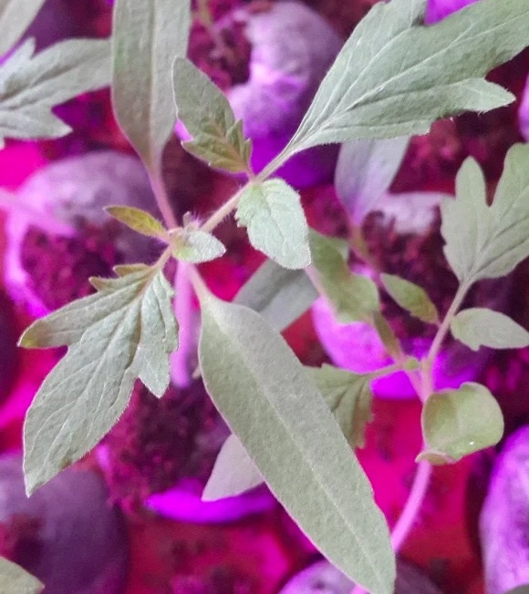 Чтобы избежать лишних задержек, лучше посеять семена сразу в индивидуальные горшочки