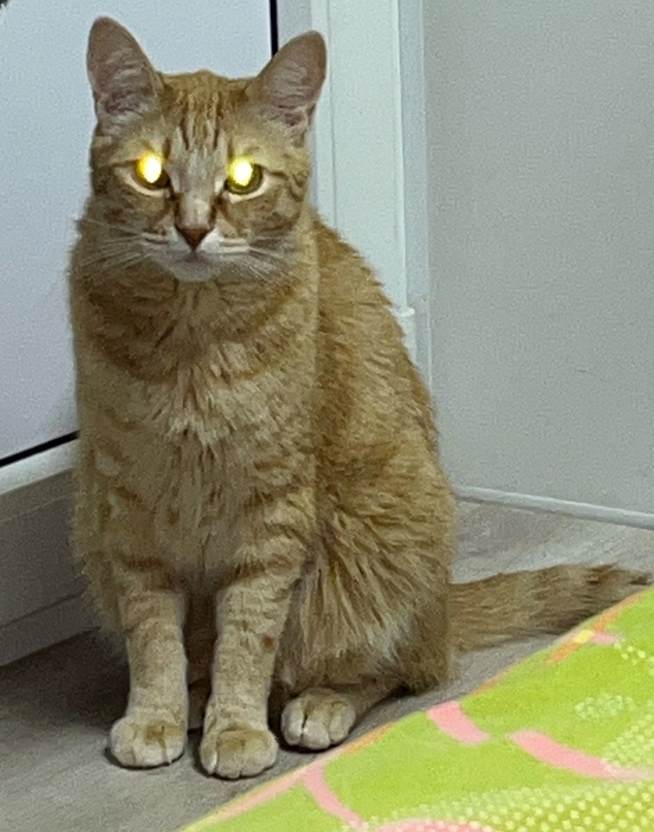 Сегодня день кошек и Симба для украшения статьи.