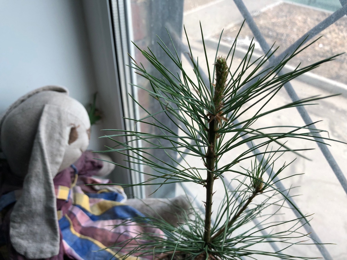 Юная сосна Веймутова пошла в рост и гонит симпатиную зелёную свечку