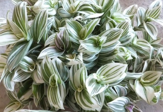 Фото: Яндекс Картинки