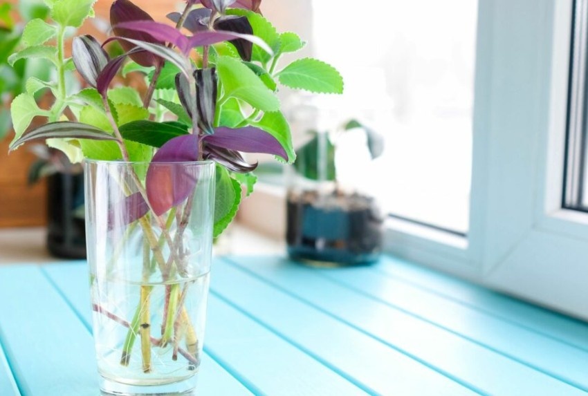 Фото: Яндекс Картинки