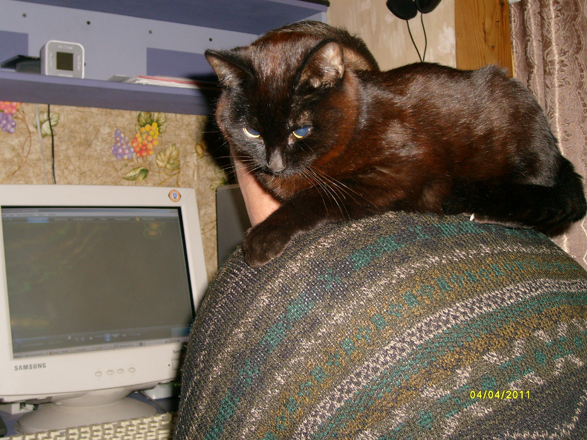 Жил у нас такой красавчик Тиша. Фото автора.