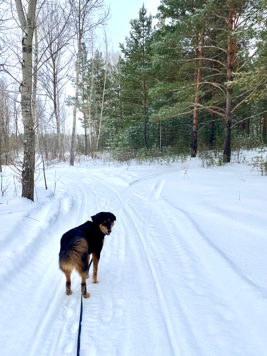 Гуляли сегодня утром, дышали лесным ароматом