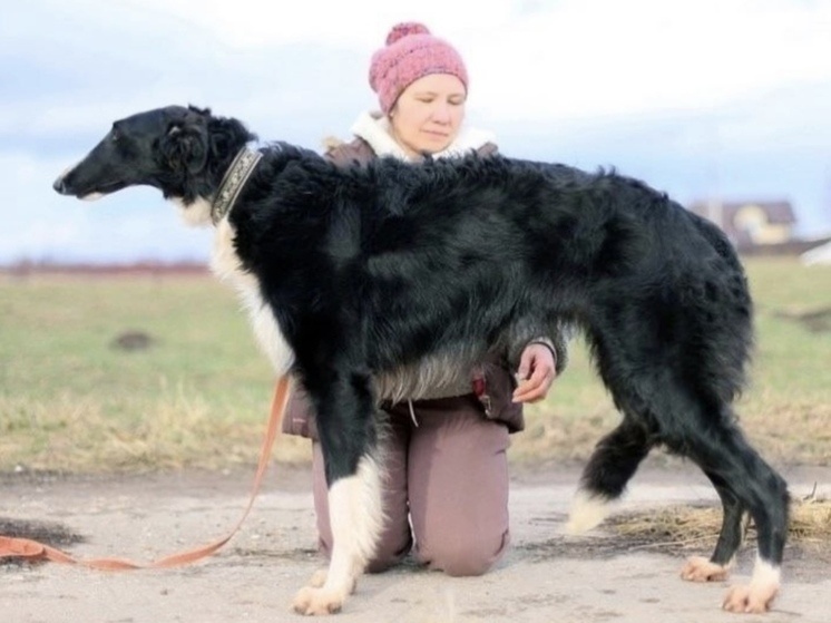     Потеряшку уже передают хозяевам. Фото предоставлено заводчицей.