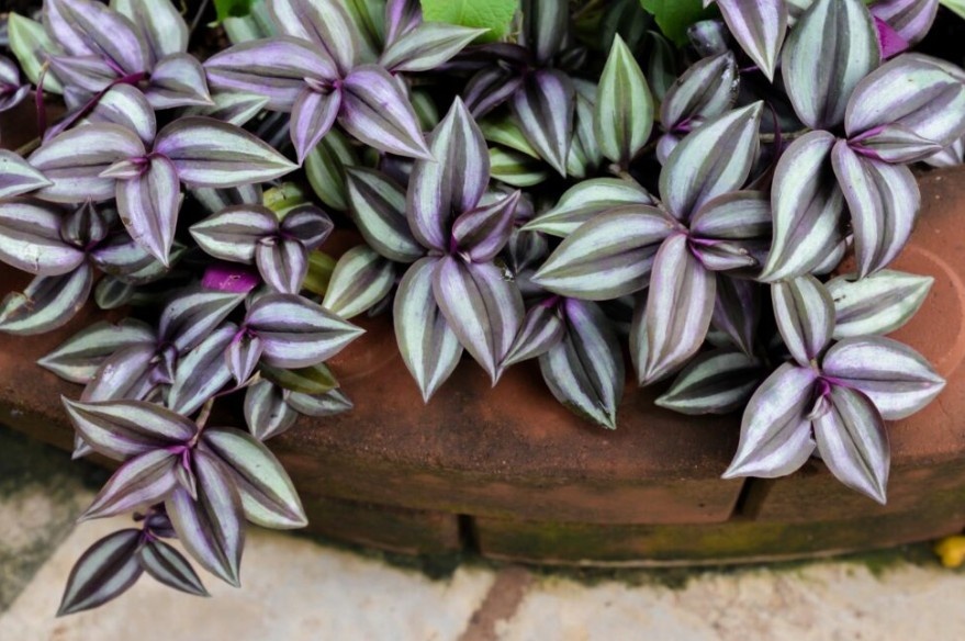 Фото: Яндекс Картинки