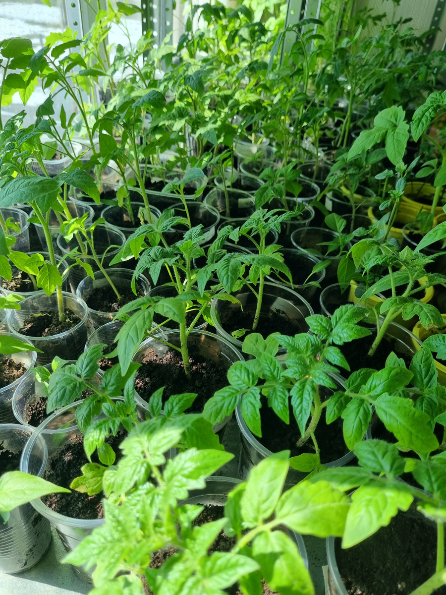 Мое помидорово-перечное царство. 1 полка из 3