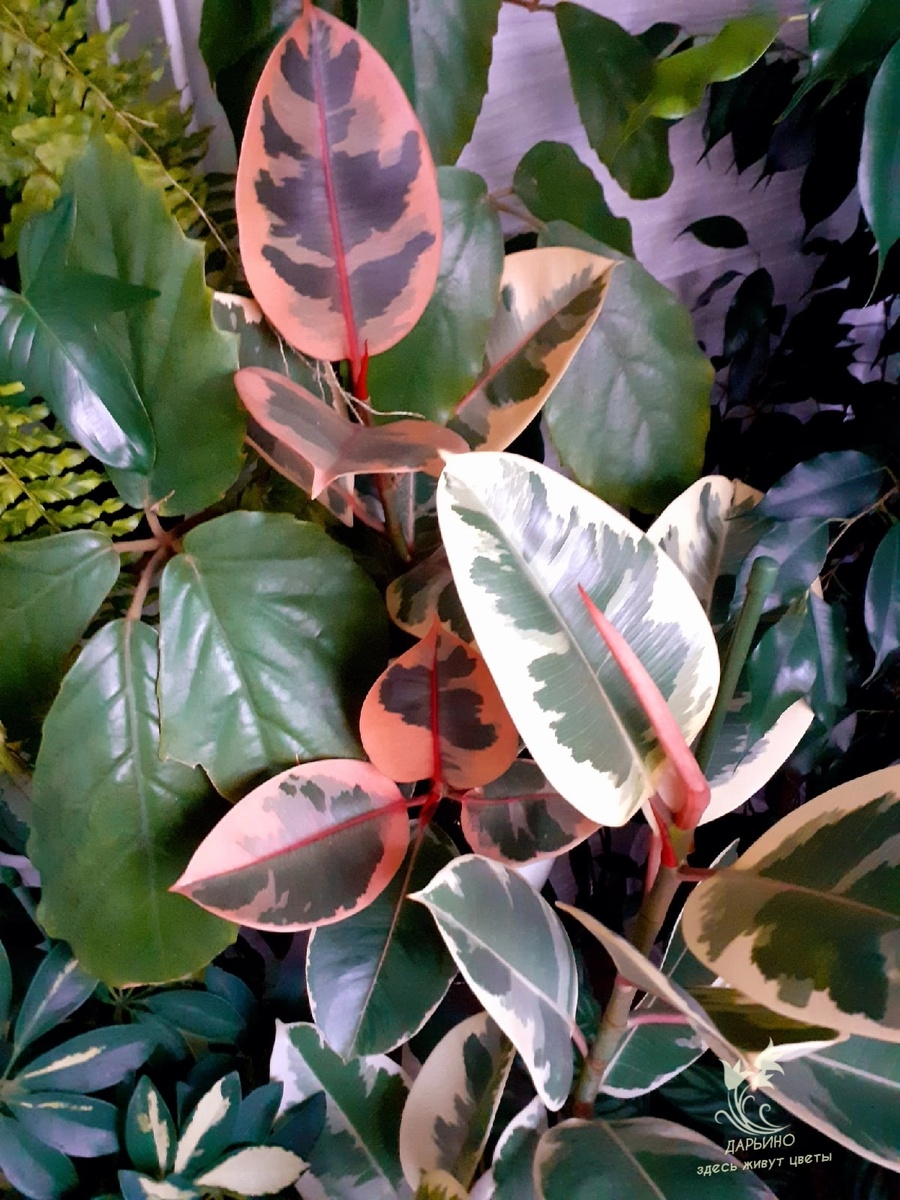 Фикус каучуконосный 'Belize' и 'Tineke' 