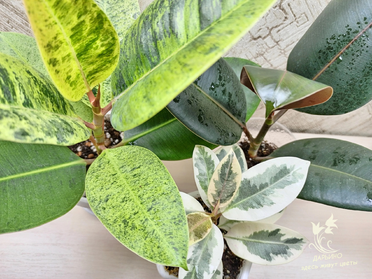 Фикусы каучуконосные 'Shriveriana', 'Abijan', 'Melany variegata' 