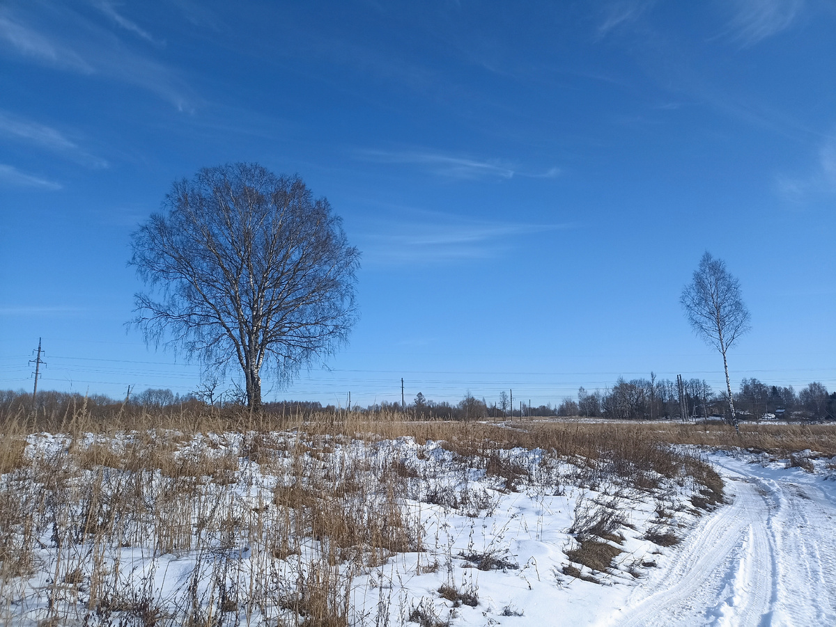 Берёзы у дороги