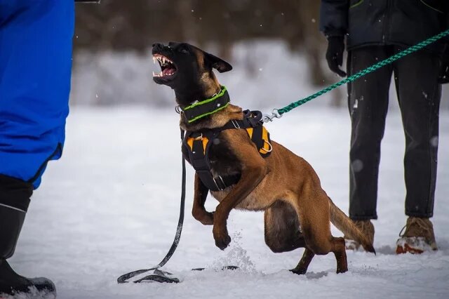   Какие породы собак чаще проявляют агрессию к людям?