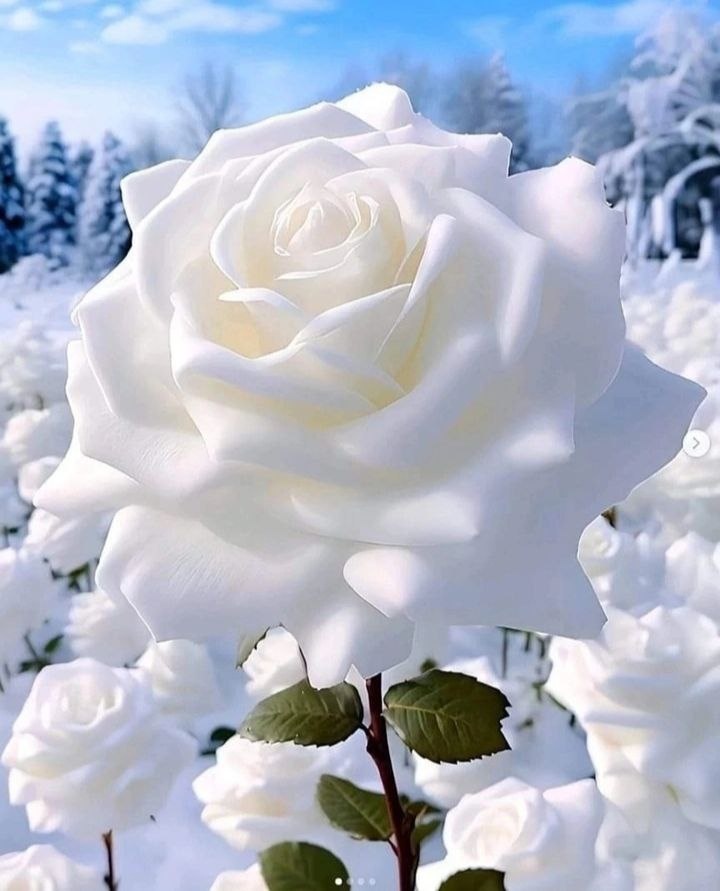 Снежная роза. Из открытых источников