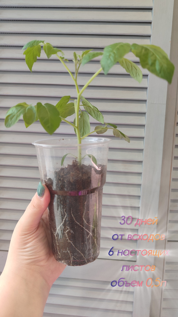 Применяю способ постепенного заглубления по первый настоящий лист