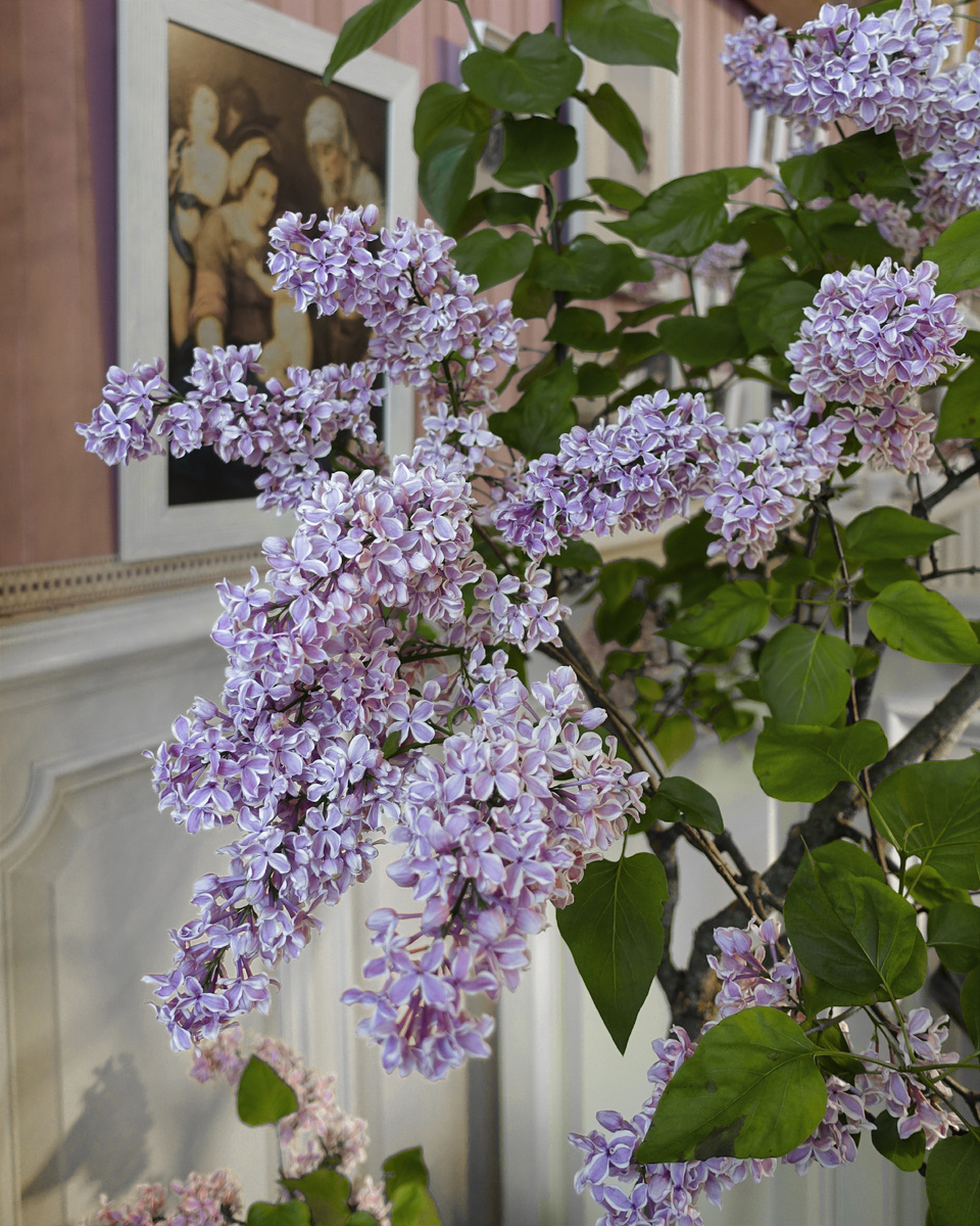 Сирень сорта Сенсация