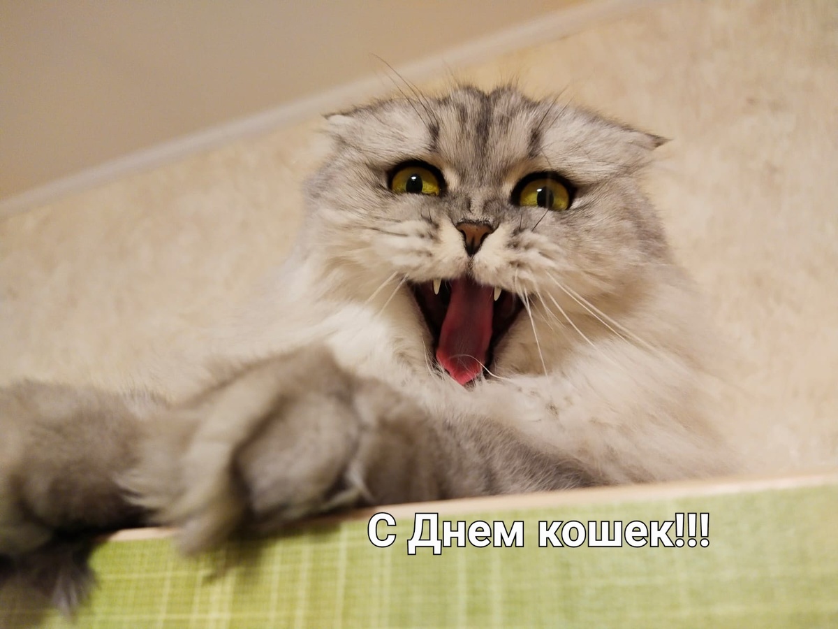 Коллаж автора. Кошка не автора. Здесь она зевает, а не кричит. Я уточняла у хозяина кошки.