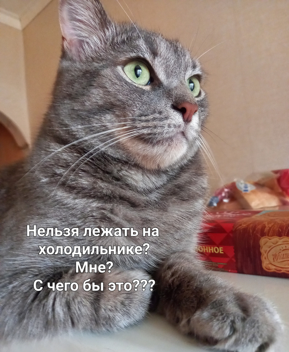 Фото автора. Наглый кот тоже автора.