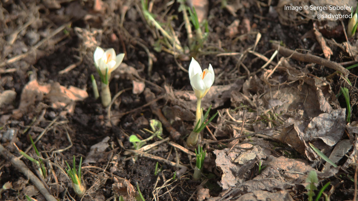 Первое цветение Crocus biflorus 'Miss Vein' в саду. 2 фото.