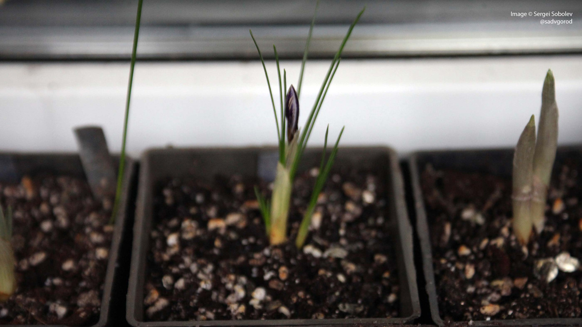 Бутон показал полосатую окраску внешних лепустков и... дальнше не пошёл.