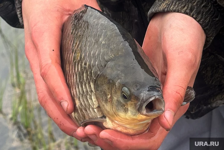 Из-за глобального потепления меняются и условия жизни рыб
Фото: Екатерина Сычкова © URA.RU