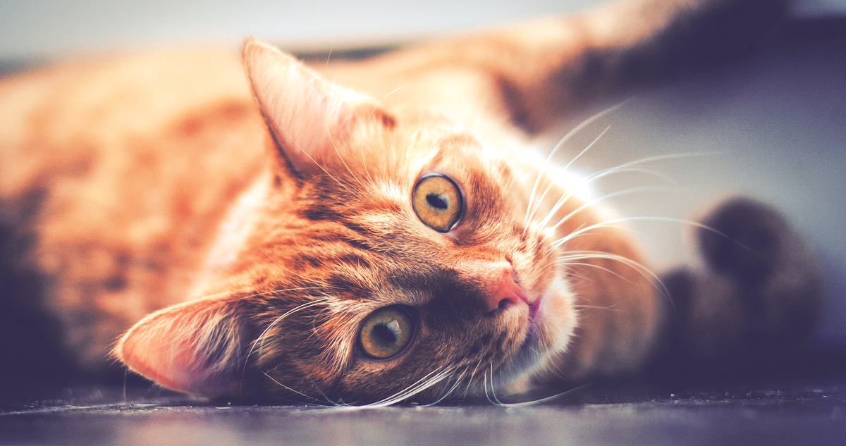 Милый котик.