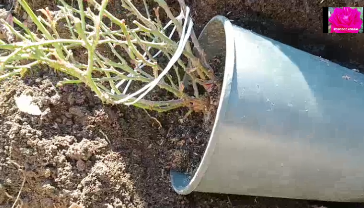 Емкость можно положить под укрытие в общий розарий. Если роза зимует в прохладном помещении, то землю замульчировать корой, щепой, мхом. Листайте фото.