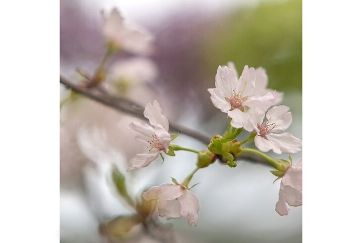 Андрей Лысиков