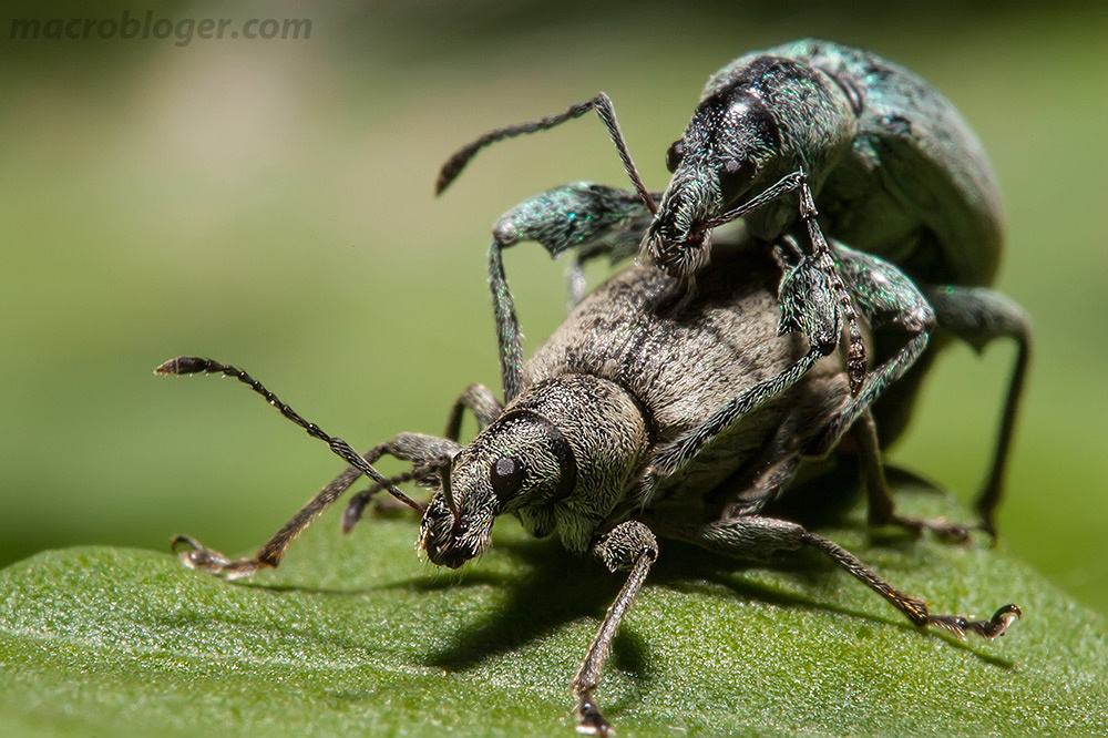 Долгоносик крапивный (Phyllobius pomaceus)