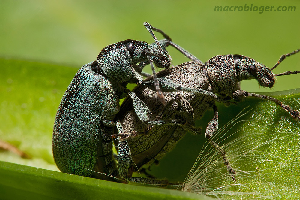 Долгоносик крапивный (Phyllobius pomaceus)