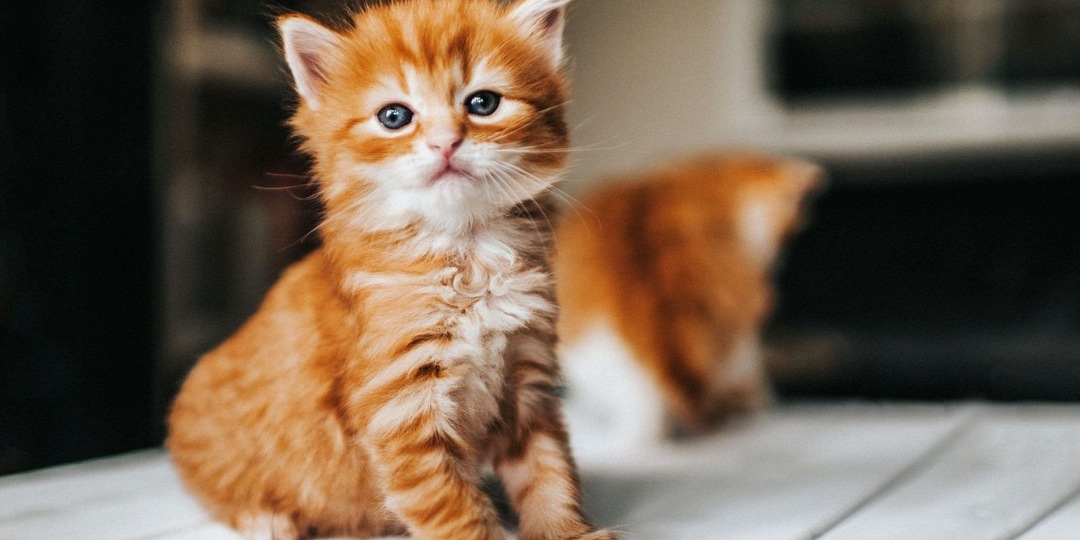 Как коты управляют нами (и миром)