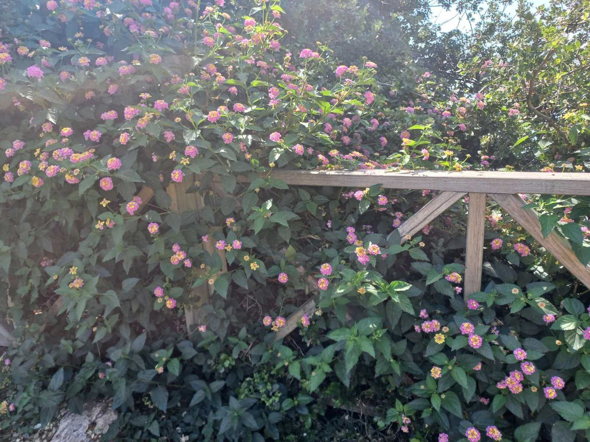 Фото автора.