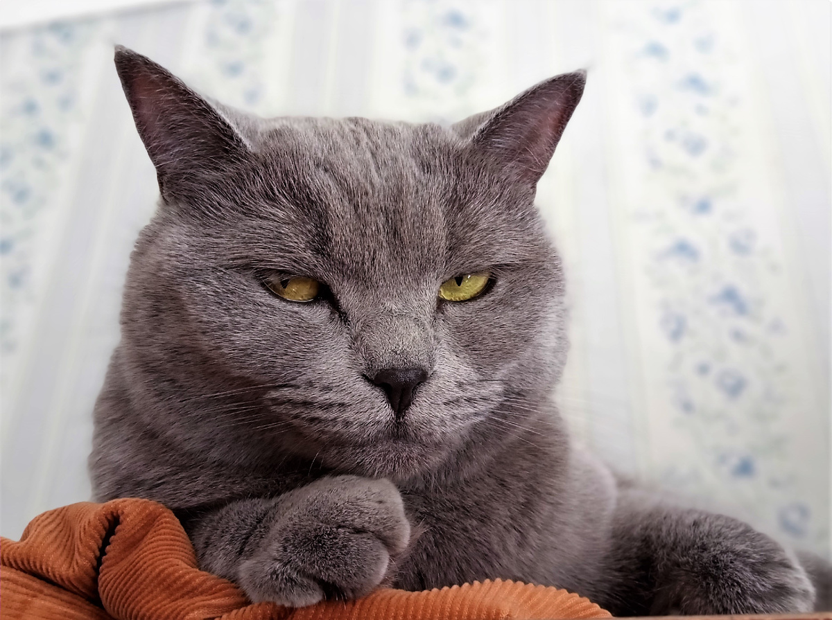 Шаня. 2022 год