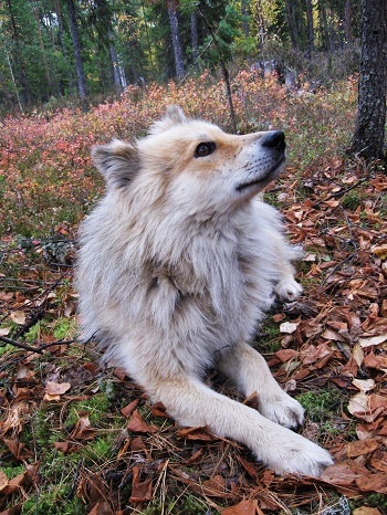 Фотографии Татьяны Немшановой. Главный герой новеллы Дружок. Мой храбрый спаситель. Ему я обязана своей жизнью. Благодаря ему, автор имеет возможность публиковать эту быль. Фото выполнено спустя  менее недели после  жёсткого  случая. Ненецкая лайка. Тайга Севера ХМАО Югра, лес северный таёжный осенний. Красный голубичник.