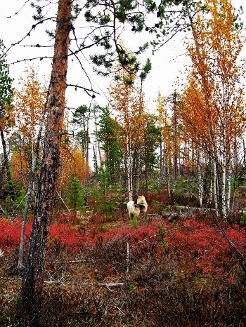 Фотографии Татьяны Немшановой. Тот самый горельник. Тот самый пёс Дружок. То самое место, где на автора напал медведь. Сентябрь 2009 года. Спустя несколько дней после нападения медведицы пришла осмотреть территорию и сфотографировать. Дружок на фото, насторожен, осиатривает тоже место. ... Медвежья семья ушла.. жёлтая берёза. Красный голубичник, карликовая берёзка. Горельник. Выжившие в пожаре сосны и ели.