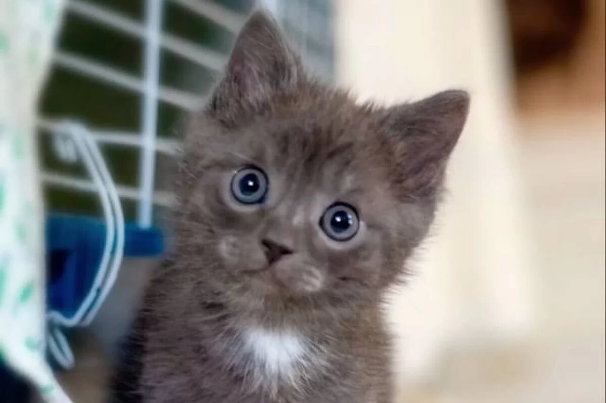    Волгоградцы готовы отдать 100 тысяч за котенка редкой породы