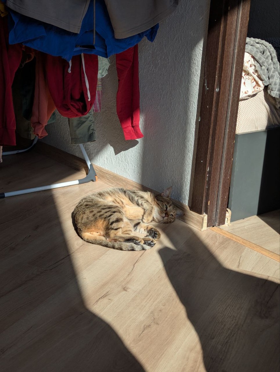 Кузя купается в лучах утреннего солнца.