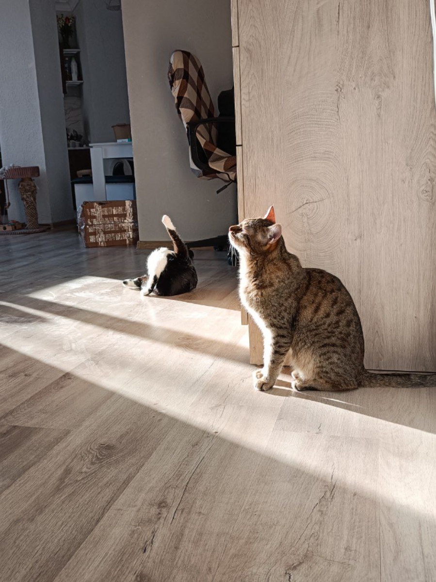 Кузя и Веня греются на солнышке