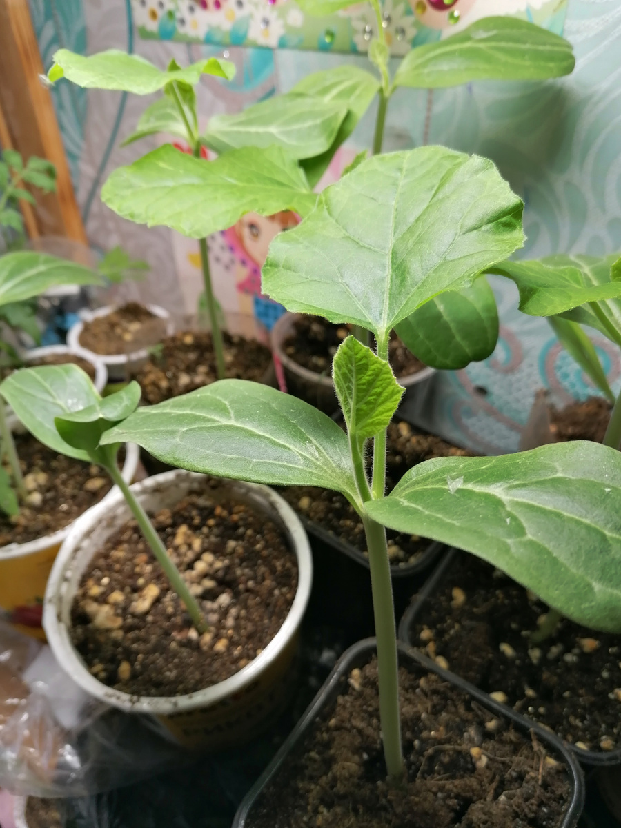 Лагенария, мощная. На будующий год посажу её позже, чем сами арбузы.