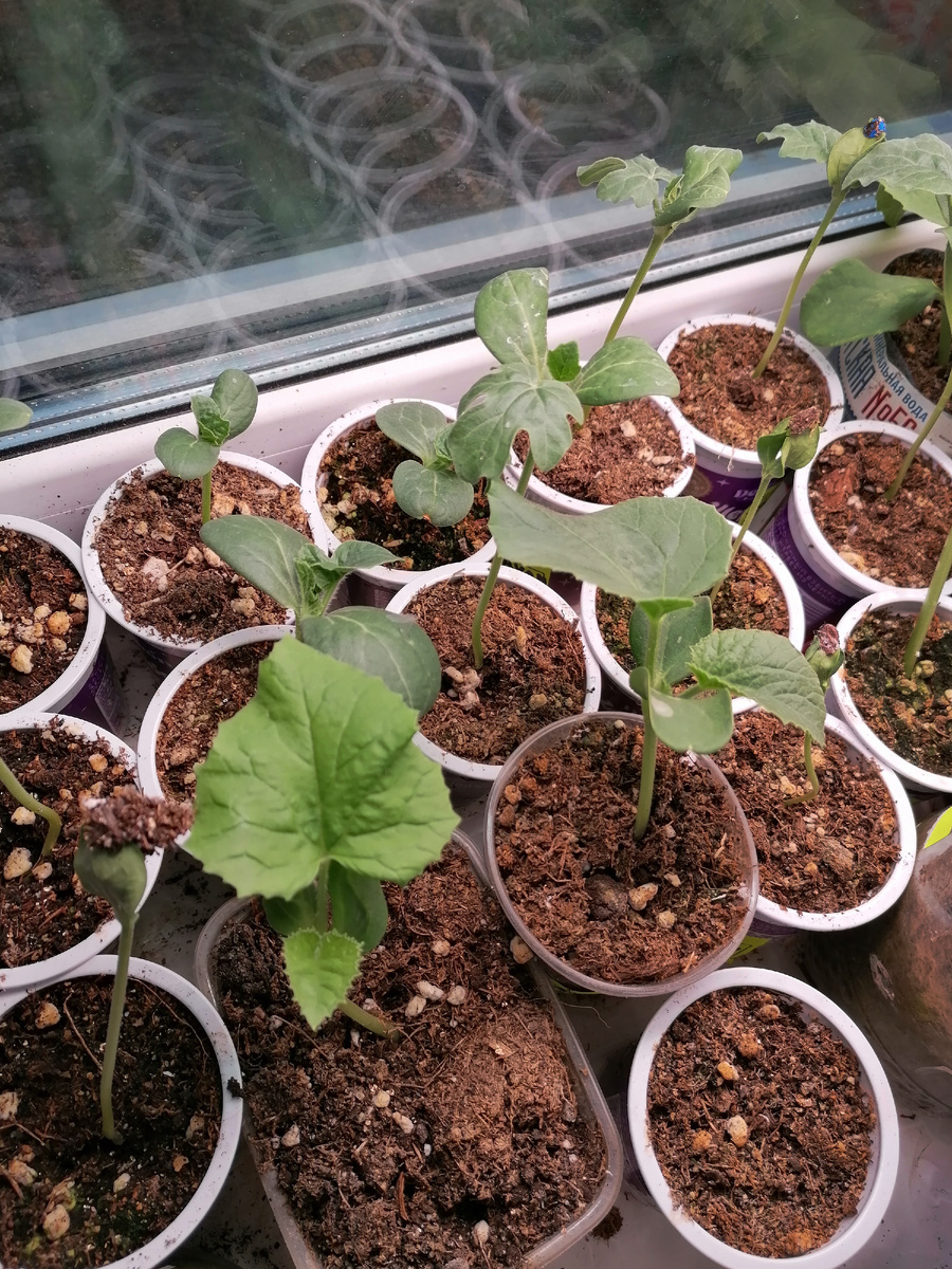 а это арбузная рассада, садила в один день с лагенарией 