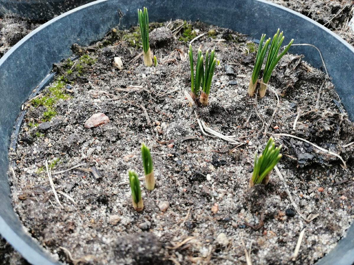 Кpoкycы перенесли февральские ночные морозы, теперь ждём цветения. 