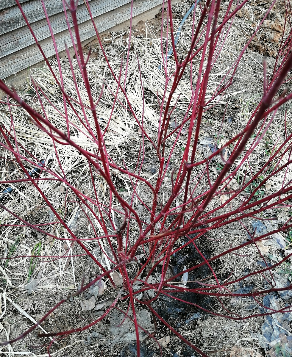 Дёрен-красавец перед стрижкой. 