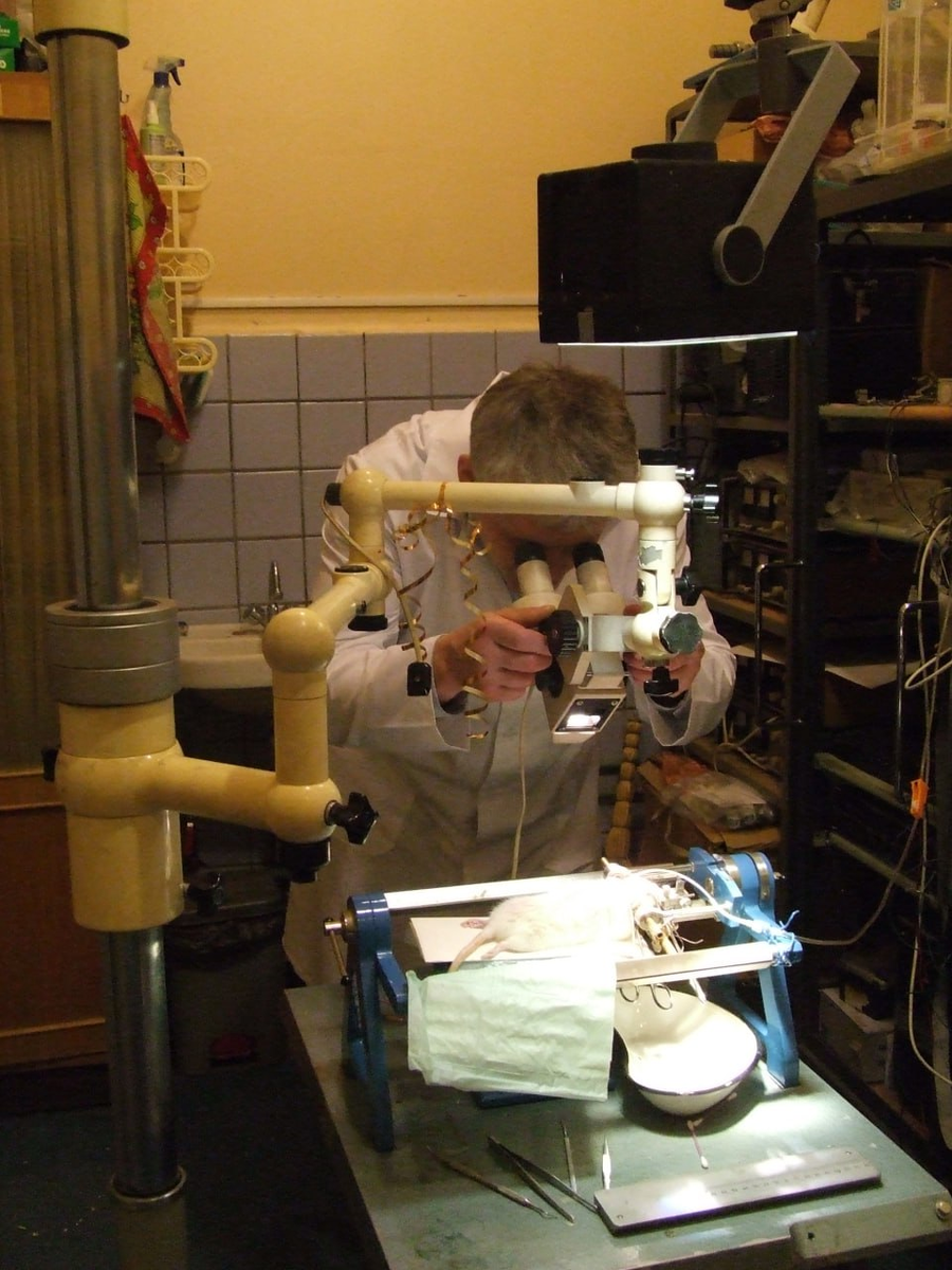 За стереотаксисом