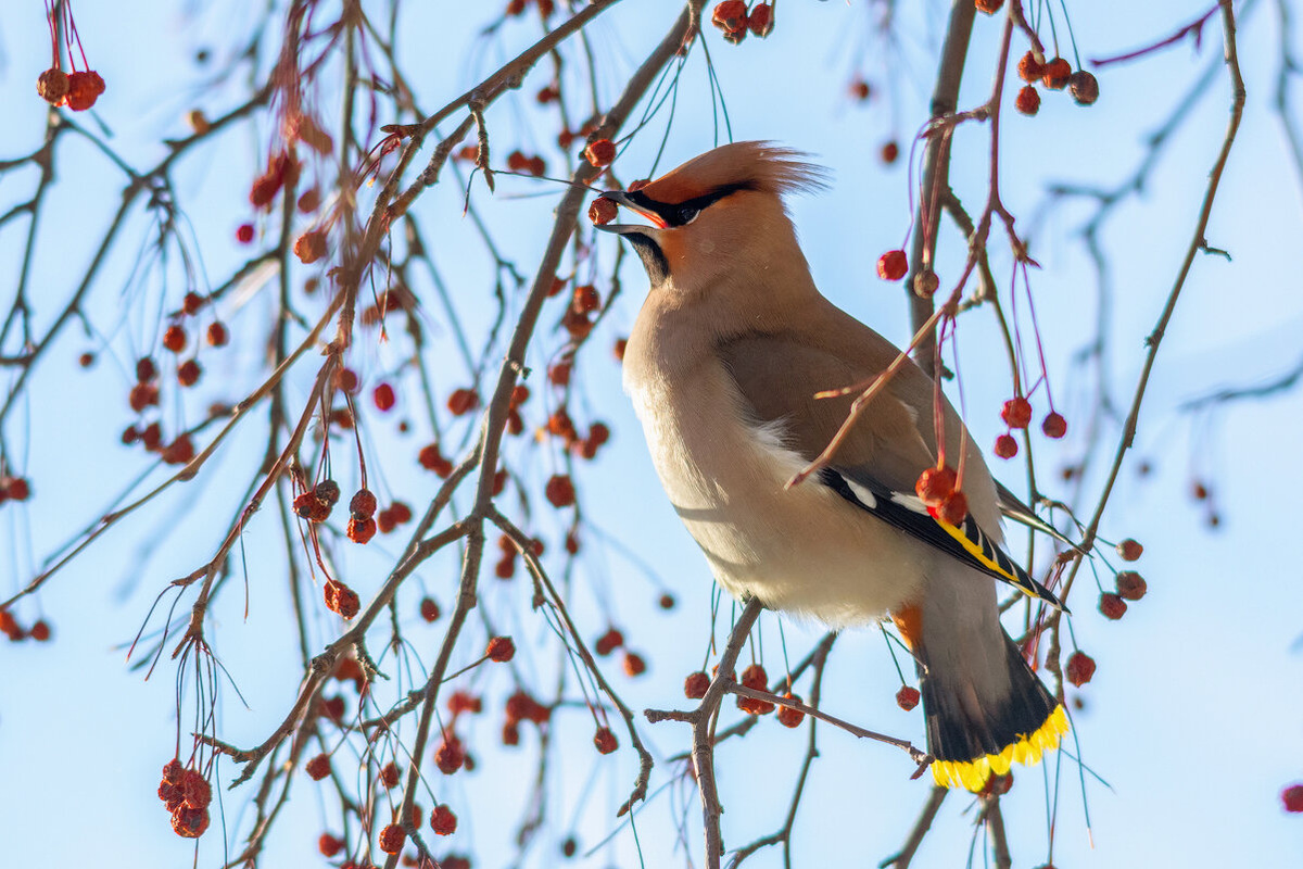Свиристель. Фото взято из открытого доступа.